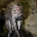 monkey_macaque_balinese_mf_ubud_v_0692_bal0702.jpg